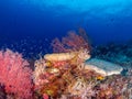 Richest reefs in the world. Misool, Raja Ampat, Indonesia