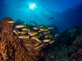 Richest reefs in the world. Misool, Raja Ampat, Indonesia Royalty Free Stock Photo