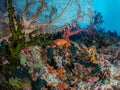 Richest reefs in the world. Misool, Raja Ampat, Indonesia Royalty Free Stock Photo