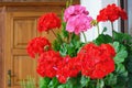 Richly blooming geranium flowers on the windows