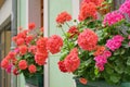 Richly blooming geranium flowers on the windows