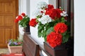 Richly blooming geranium flowers on the windows