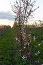 Richly blooming peach trees garden in sunny spring day Royalty Free Stock Photo