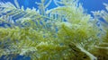 Richly branched sea coral Benthic Hydroids. Its fine bristles sting pretty bad. Marine feather found in rock reef area at Tulamben Royalty Free Stock Photo