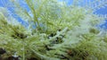 Richly branched sea coral Benthic Hydroids. Its fine bristles sting pretty bad. Marine feather found in rock reef area at Tulamben