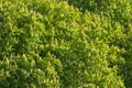 Richly flowering chestnut crown