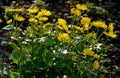 Richly overgrown yellow tufts covering many flowerbeds near houses, where against the background of a flowerbed fence made of rop