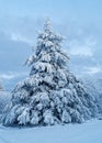 Single fir tree in snow by blue hour, white winter season nature