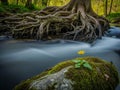 Golden Spot, Yellow Wildflower on Mossy Rock by River Roots Royalty Free Stock Photo