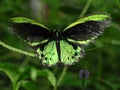 Richmond Birdwing Butterfly Royalty Free Stock Photo