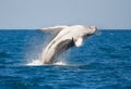 Humpback Whale jumping out of Water Royalty Free Stock Photo