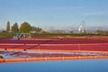 Richmond, British Columbia, Canada Ã¢â¬â October 26, 2017. Cranberry Harvest.