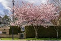 RICHMOND, CANADA - MARCH 31, 2020: beautiful cherry tree in front of modern appartment house canadian city