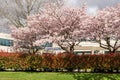 RICHMOND, CANADA - MARCH 31, 2020: beautiful cherry trees in front of modern office building canadian city