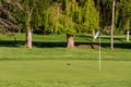 RICHMOND, CANADA - MAY 06, 2020: Golf course flag on the green field with trees on the background Royalty Free Stock Photo