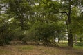 Richmond Park, Great Britan, October 14 2017 Royalty Free Stock Photo