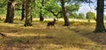 Richmond park London deer photography. Parks and green spaces