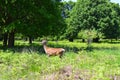 Richmond Park with a Red Female Deer walking across