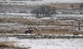 Richmond park in the snow Royalty Free Stock Photo