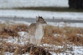 Richmond park in the snow Royalty Free Stock Photo