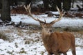 Richmond park in the snow Royalty Free Stock Photo