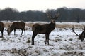 Richmond park in the snow Royalty Free Stock Photo