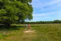 Richmond Park in the summer - London, UK