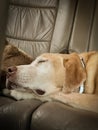 yellow labrador retriever sleeping in the back seat of the car Royalty Free Stock Photo