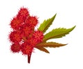 Ricinus or Castor Oil Plant with Green Palmate Leaves and Red Fruit Vector Illustration