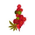 Ricinus or Castor Oil Plant with Green Palmate Leaves and Red Fruit Vector Illustration