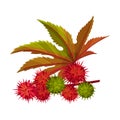 Ricinus or Castor Oil Plant with Green Palmate Leaves and Red Fruit Vector Illustration