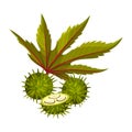 Ricinus or Castor Oil Plant with Green Palmate Leaves and Red Fruit Vector Illustration