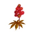 Ricinus or Castor Oil Plant with Green Palmate Leaves and Red Fruit Vector Illustration