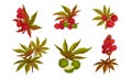 Ricinus or Castor Oil Plant with Green Palmate Leaves and Red Fruit Vector Set