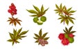 Ricinus or Castor Oil Plant with Green Palmate Leaves and Red Fruit Vector Set
