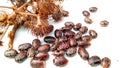 Ricinus communis arandi castor fruits seeds snap