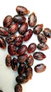 Ricinus communis arandi castor seeds close up