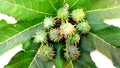 Ricinus communis arandi costor leaf fruits