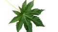 Ricinus communis arandi leaf close up