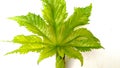 Ricinus communis arandi soft leaf