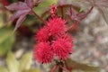 Ricinus communis carmencita, red ball spiky flowers