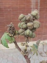 Ricinus communis, dried castor bean poisonous Royalty Free Stock Photo