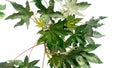 Ricinus communis castor tree