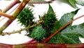 Ricinus communis castor plant fruit