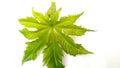 Ricinus communis arandi new leaf