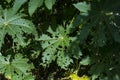 Ricinus communis or castor oil plant or castor bean tree