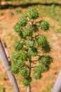 Ricinus communis. Castor oil plant. Royalty Free Stock Photo