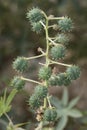 Ricinus communis castor oil plant shrub with large green leaves fruits with thorns and small light yellow flowers on defocused Royalty Free Stock Photo