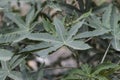 Ricinus communis castor oil plant shrub with large green leaves fruits with thorns and small light yellow flowers on defocused Royalty Free Stock Photo