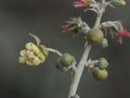 Ricinus communis castor oil plant shrub with large green leaves fruits with thorns and small light yellow flowers on defocused Royalty Free Stock Photo